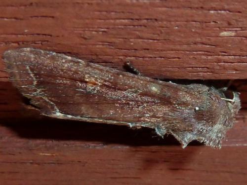 Réf. 165 670 : Lacanobia oleracea