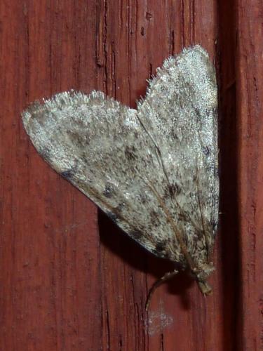 Réf. 165 662 : Aglossa pinguinalis