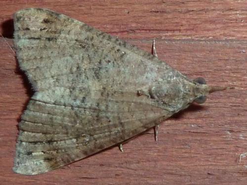 Hypena obsitalis