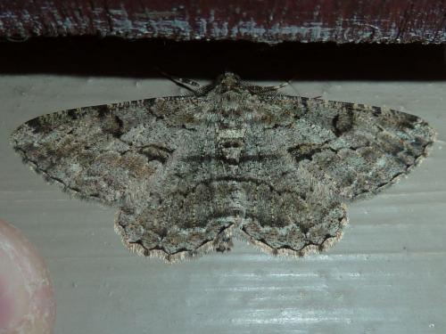 Peribatodes rhomboidaria