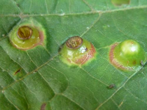 Didymomyia tiliacea