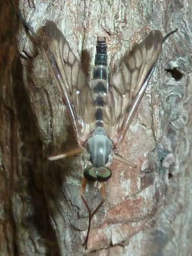 Réf. 165 501 : Rhagio scolopaceus
