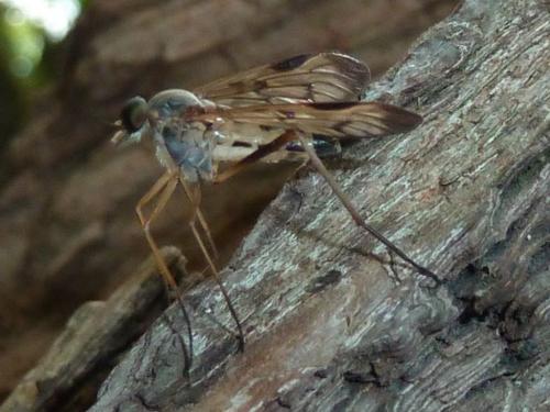 Réf. 165 502 : Rhagio scolopaceus