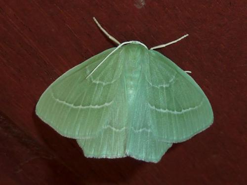 Réf. 165 653 : Hemistola chrysoprasaria