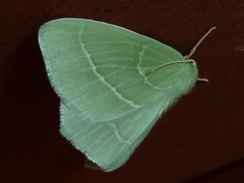 Réf. 165 654 : Hemistola chrysoprasaria