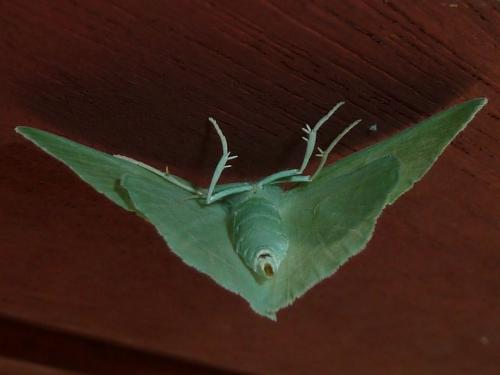 Hemistola chrysoprasaria