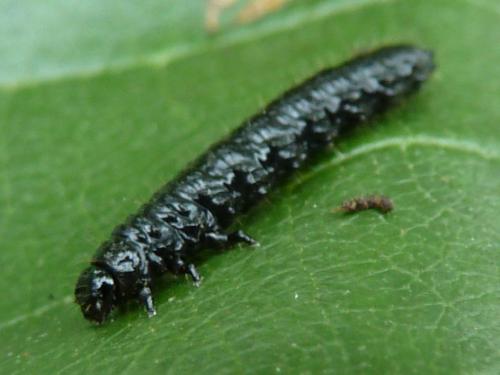 Agelastica alni