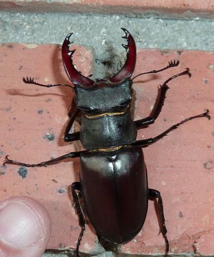 Lucanus cervus