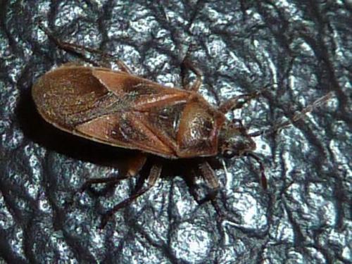 Arocatus sp.