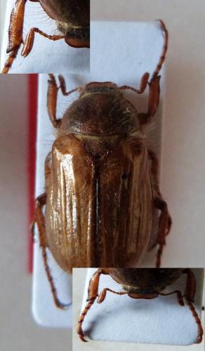 Amphimallon sp.