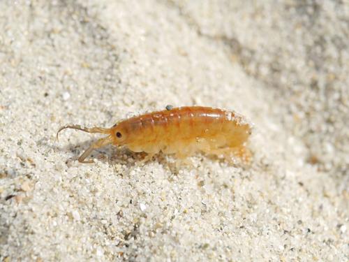 Orchestia gammarellus