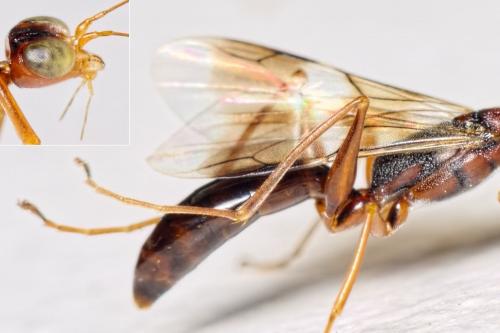 Dryinus collaris