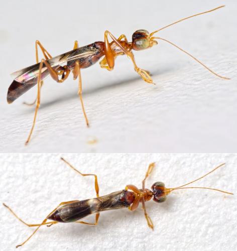 Dryinus collaris