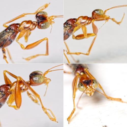 Dryinus collaris