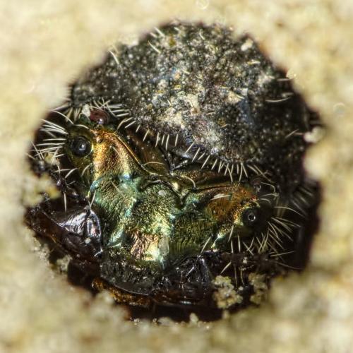 Réf. 165 047 : Cicindela sp.