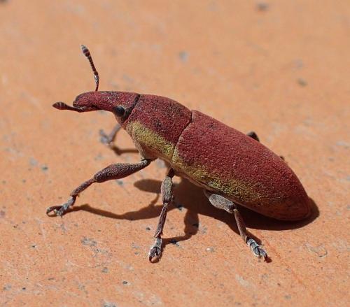 Lixus angustus