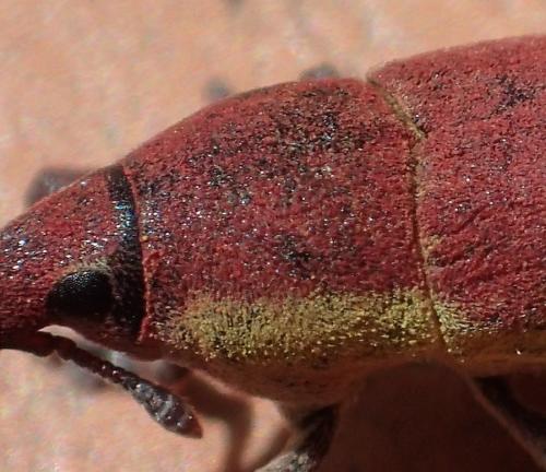 Lixus angustus