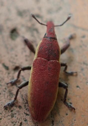 Lixus angustus