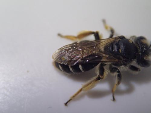 Réf. 165 373 : Andrena ovatula