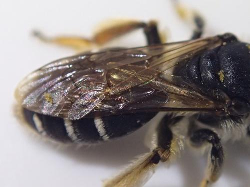 Andrena ovatula