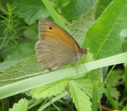 Maniola jurtina