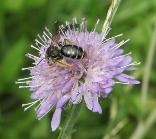 Andrena hattorfiana