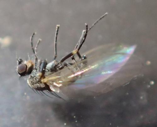 Chromatomyia horticola