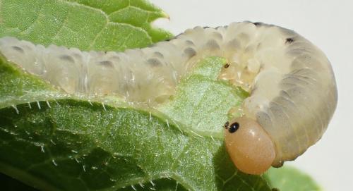 Réf. 165 055 : Macrophya albicincta