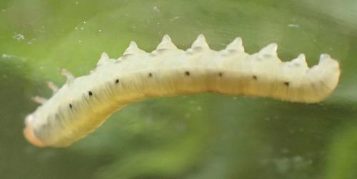 Réf. 165 053 : Macrophya albicincta