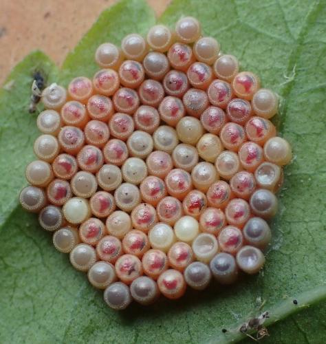 Nezara viridula