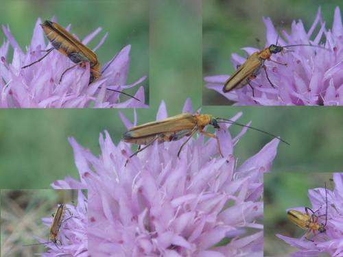 Oedemera podagrariae