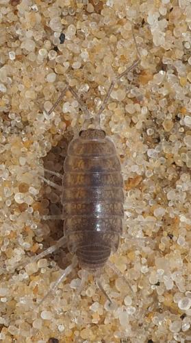 Réf. 165 283 : Halophiloscia couchii
