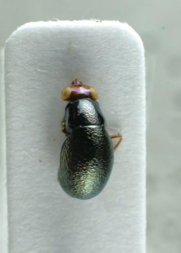 Réf. 165 153 : Spaniocelyphus sp.