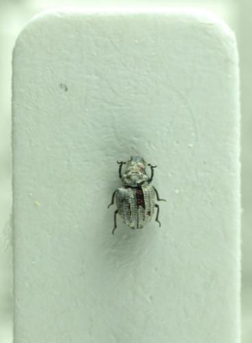 Georissus sp.