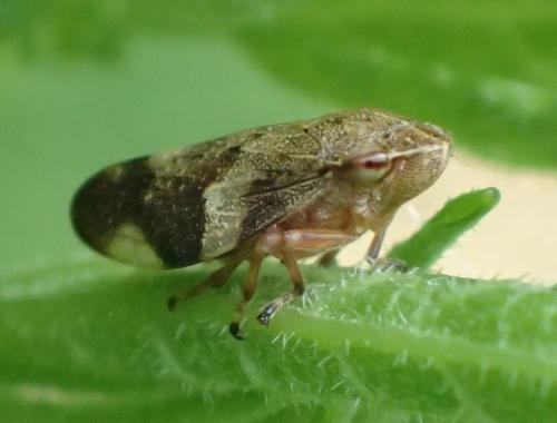 Réf. 165 264 : Aphrophora alni