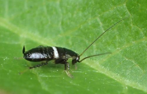 Planuncus vinzi
