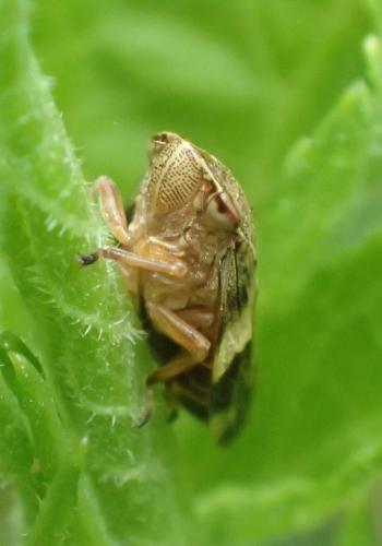 Aphrophora alni