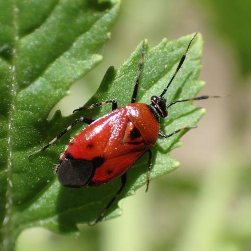 Réf. 165 348 : Deraeocoris punctum