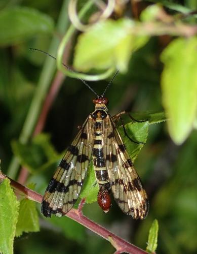 Panorpa meridionalis