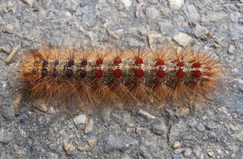 Réf. 165 711 : Lymantria dispar