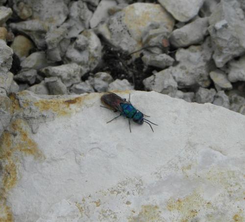 Chrysidini