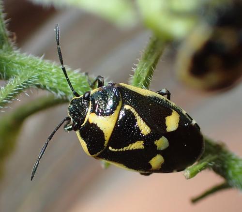 Eurydema sp.