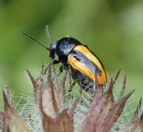 Cryptocephalus vittatus