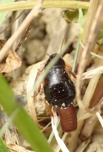 Réf. 165 993 : Loboptera canariensis