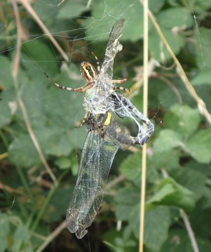 Cordulegaster sp.