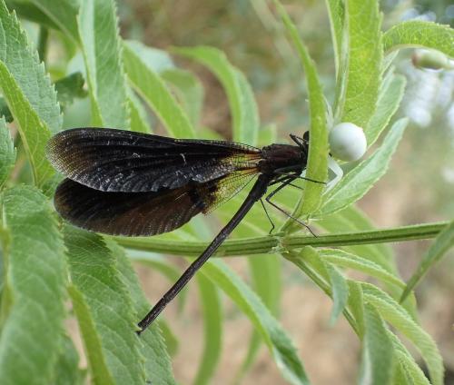 Calopteryx haemorrhoidalis
