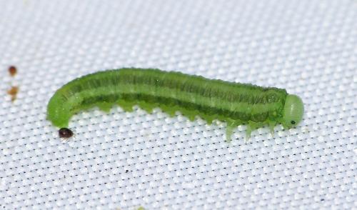 Réf. 165 012 : Nematinae inconnu