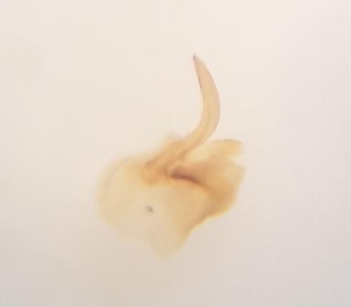 Réf. 165 742 : Microvelia pygmaea