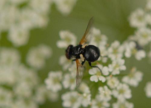 Réf. 165 932 : Cistogaster globosa