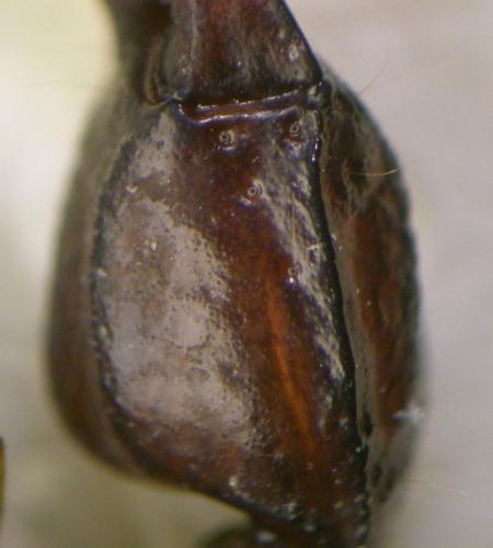Euscorpius tergestinus